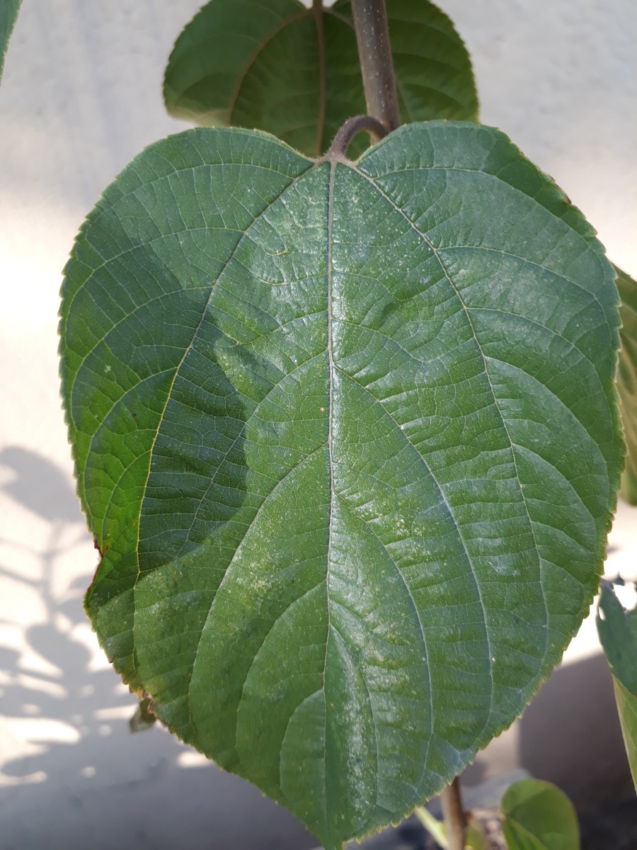 Fethiye'de yetişen bir meyve türü