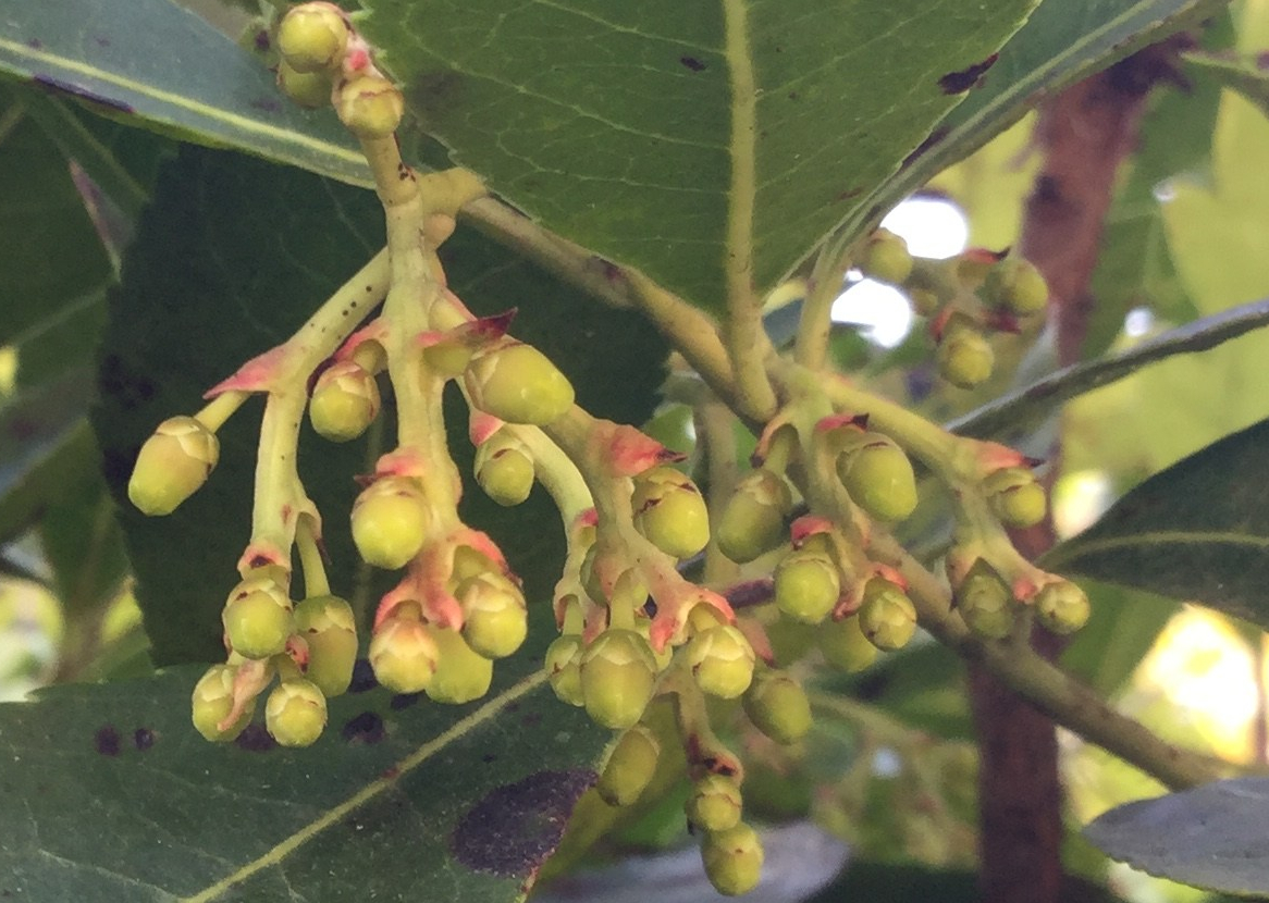 Kocayemiş meyvesinin henüz olgunlaşmamış hali