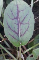 Kuzu Kulağı - Geç Yaprak