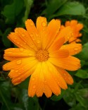 Calendula arvensis- Aynısefa