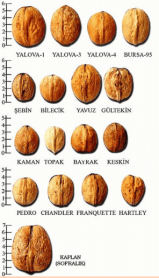 Ceviz - Yerli Cevizler