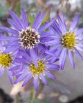 Papatya - Aster Tataricus