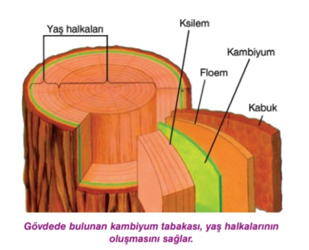 Bitki Gövde Yapısı