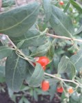 Goji Berry