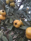 Crataegus - Alıç Meyve (2)