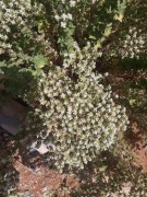 Origanum onites - Bilyalı Kekik (2)