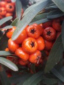 Pyracantha cocinea - Ateş Dikeni (2)