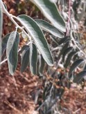 Salix Alba - Aksöğüt (1)