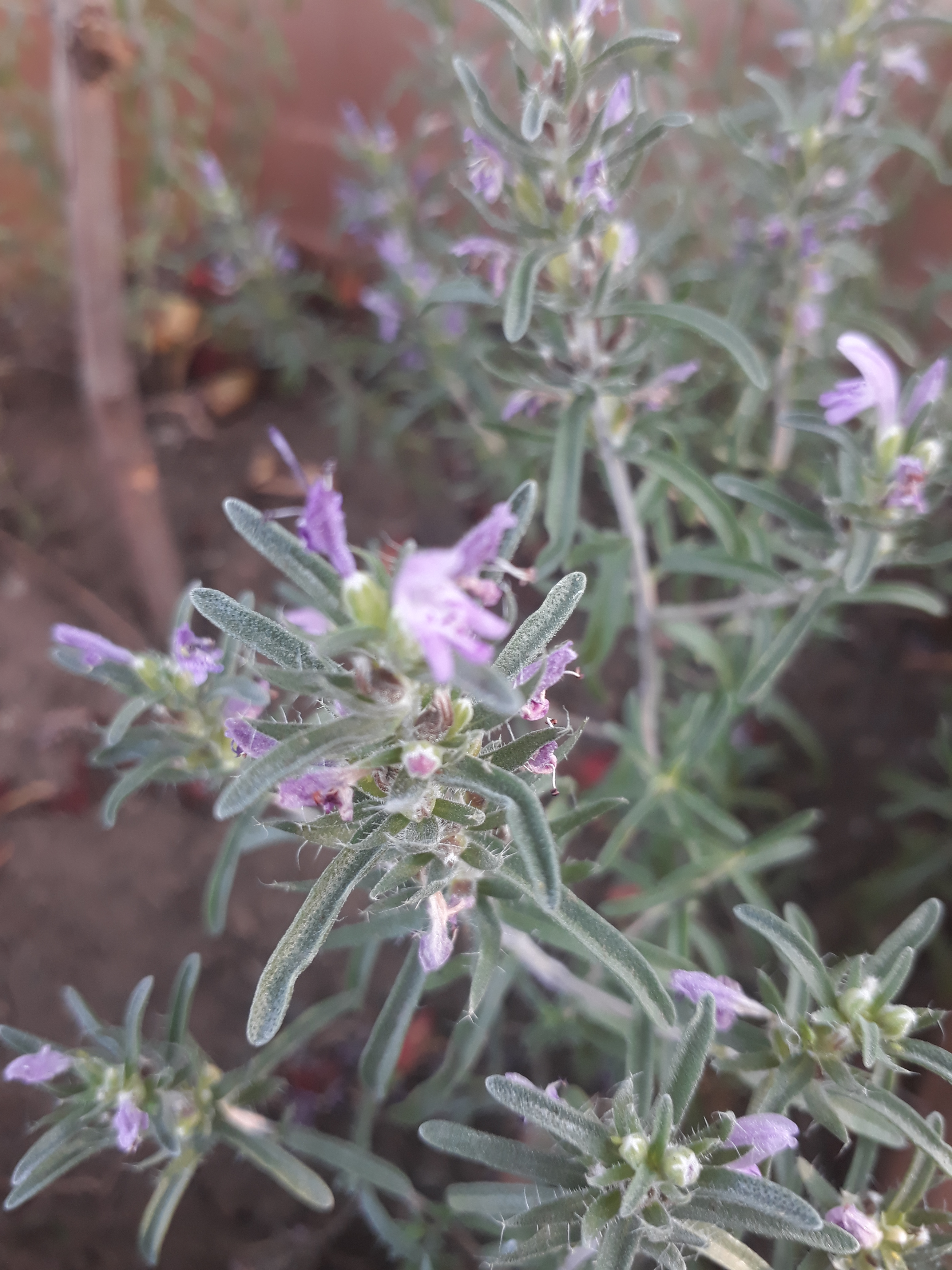 Thymbra spicata - Kara Kekik