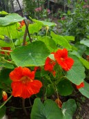 Tropaeolum majus - Latin Çiçeği Çiçek ve Yaprak