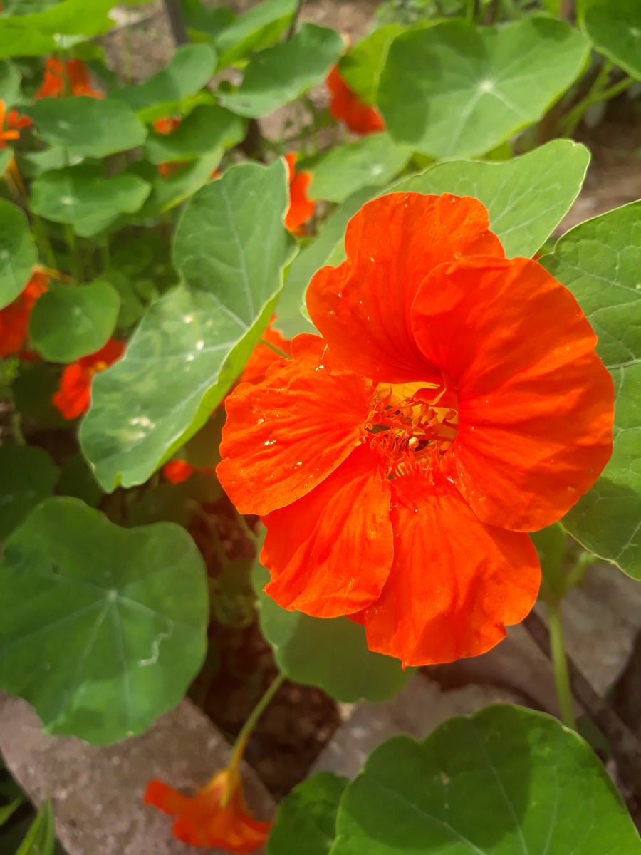 Tropaeolum majus - Latin Çiçeği Çiçek
