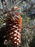 Picea pungens ' Mavi Ladin
