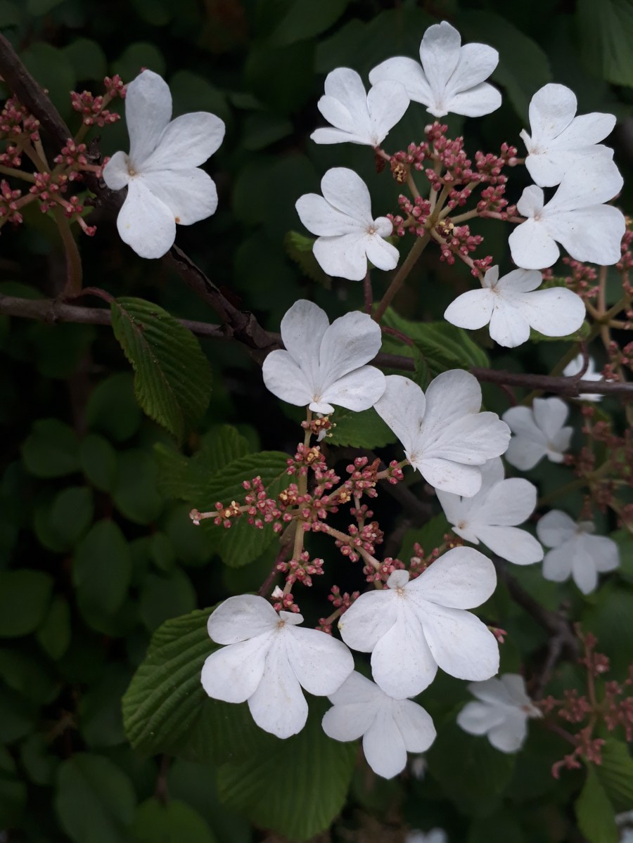 Viburnum Pilucatum